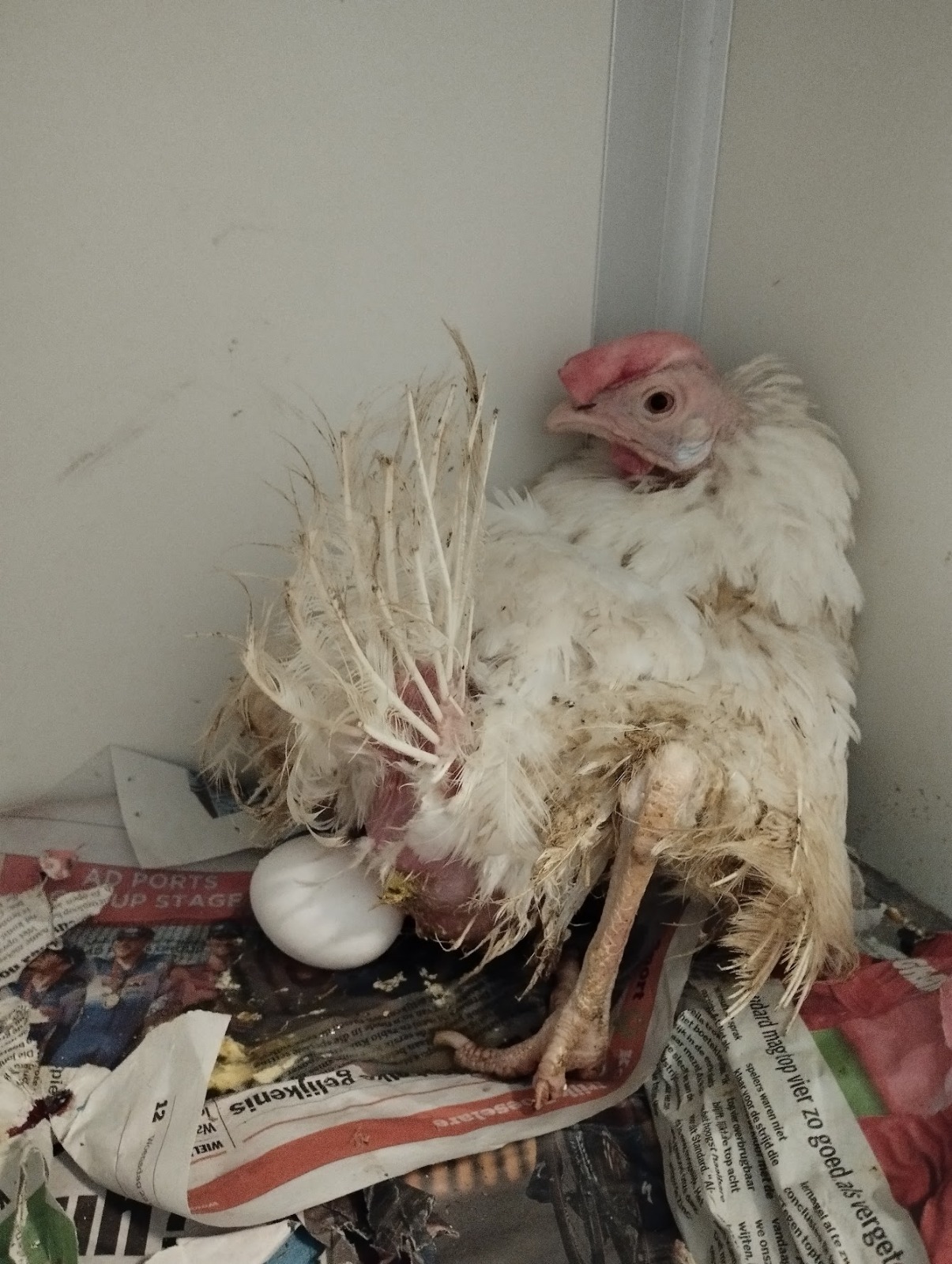 Egg laying hen.jpg