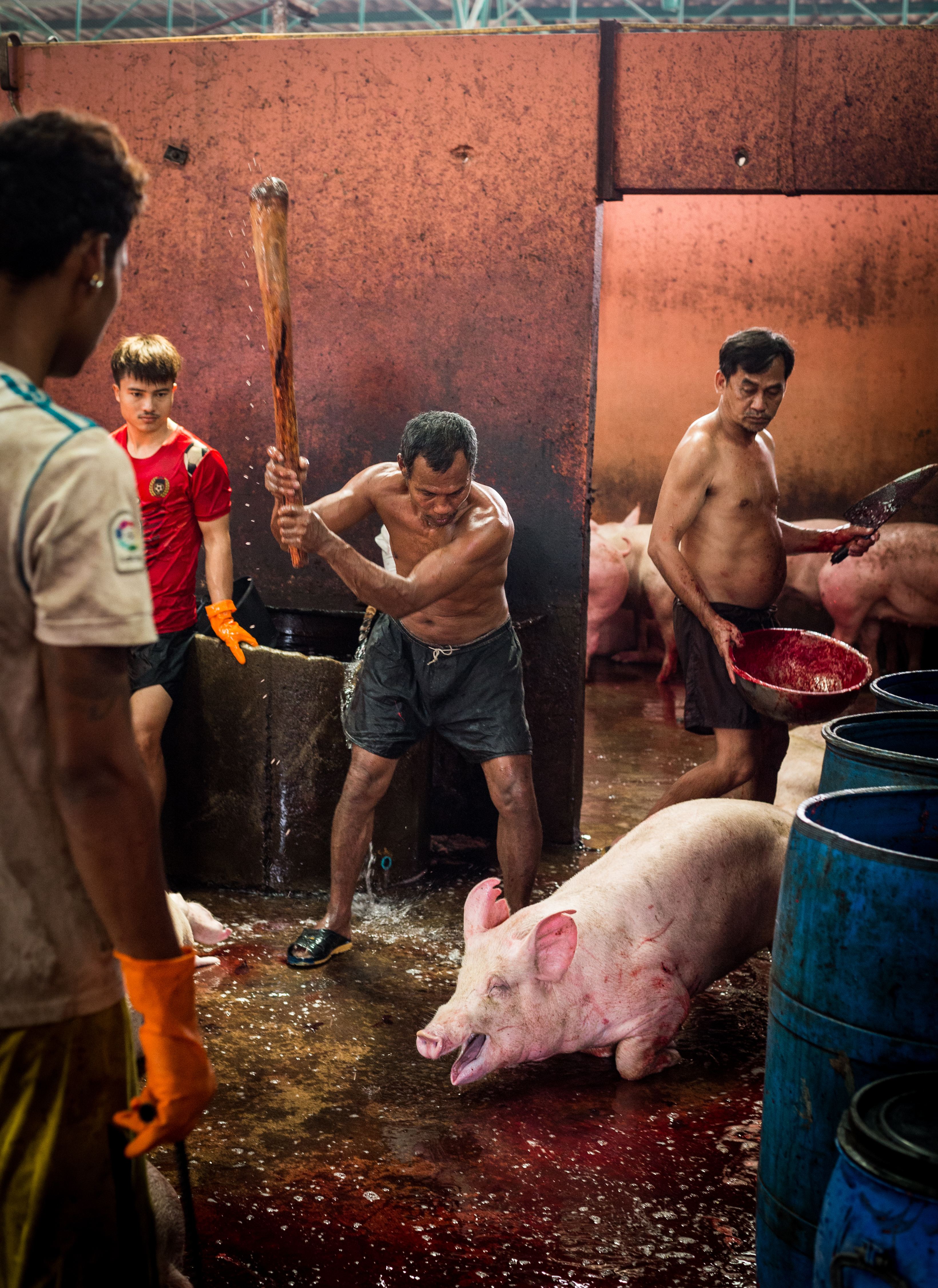 Pig dragged to kill floor.jpg